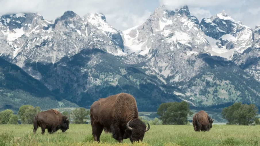 The Best National Parks To Visit With Kids
