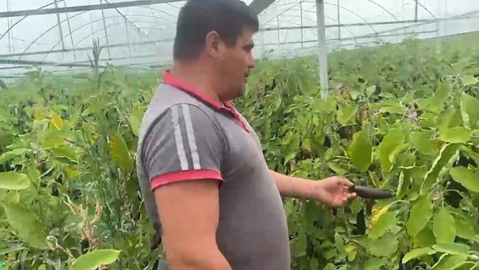 Serik’te Üreticiden Örnek Hareket: Tonlarca Patlıcan Halka Ücretsiz Dağıtıldı