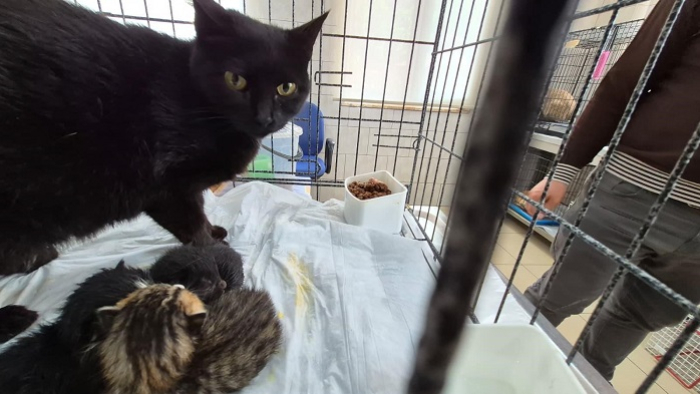 Kepez’de Anne Kedi ve Yavruları Kurtarıldı