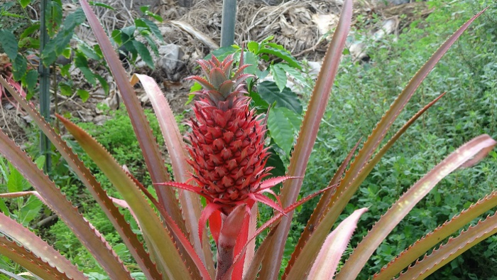 Alanya’da Ananas Üretiminde İlk Meyveler Görüldü