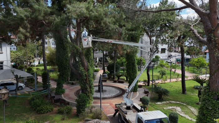Alanya Ormanlarında Kabuk Böceği Seferberliği Başladı
