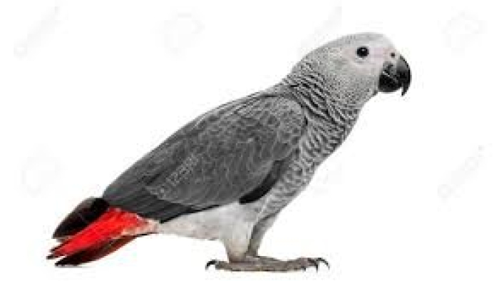 Kaş'ta İşletmeciye Papağan Şoku!